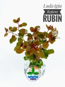 Ludwigia Repens Rubin